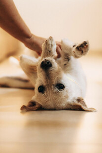 人与萌犬亲密互动瞬间