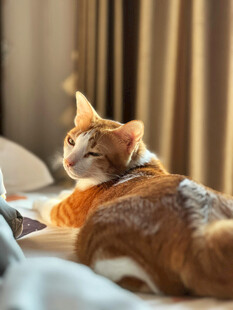 橘猫慵懒卧于床上