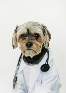 穿医生服的可爱小狗