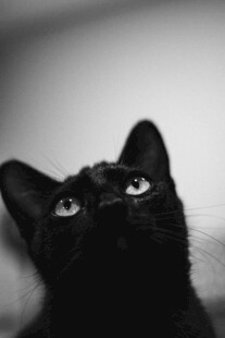 仰望的黑猫