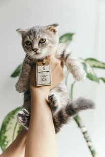 可爱猫咪穿服饰被手托举