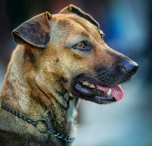 棕色犬特写