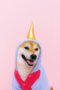 穿独角兽装的可爱柴犬