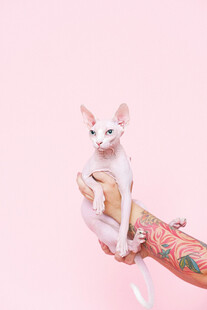 粉色背景中抱猫的花臂人士