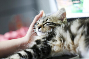 温柔抚摸下的可爱猫咪