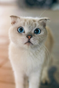 蓝眼萌猫