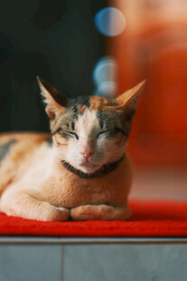 慵懒猫咪惬意趴卧