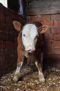 小牛站立在砖房内的地面