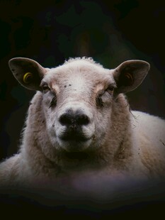 呆萌小羊正面特写