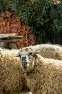 一群绵羊在户外