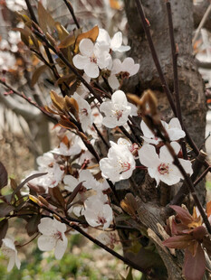 枝头绽放的素雅白色花朵