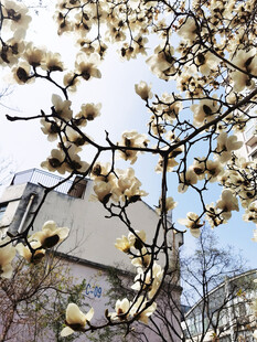 玉兰花枝映衬下的建筑