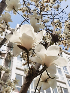 玉兰花绽放于楼宇间