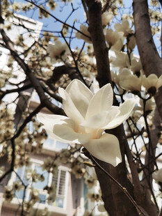 玉兰花绽放枝头