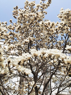 玉兰花盛开枝头