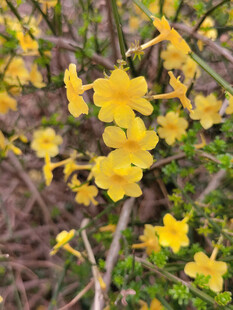 绽放的黄色迎春花