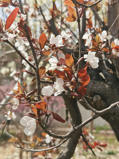 杏花枝头春意浓