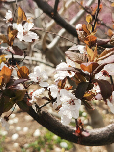 春日繁花满枝的美丽景象