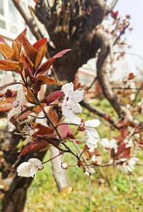 枝头绽放的绚烂春花