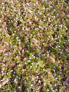 地面上的多彩植物景观