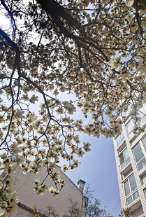 秋日树梢下的城市建筑