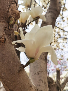 玉兰花绽放枝头