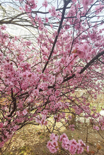 盛开的粉色繁花枝头