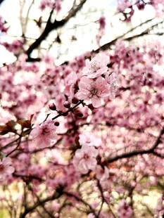 烂漫樱花绽放枝头