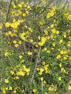 金黄迎春花绽放枝头