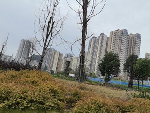 城郊景观高楼与枯树并存
