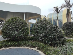 现代建筑旁的绿植景观