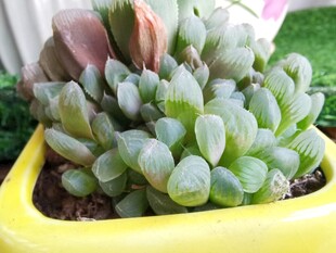 黄色花盆中的可爱多肉