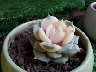 粉嫩多肉植物盆栽