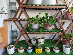 多层花架上的绿植盆栽