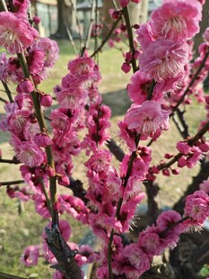 粉色梅花