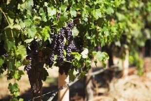 葡萄藤上饱满的紫葡萄