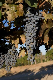 葡萄藤上饱满的紫葡萄