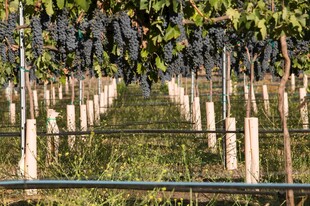 葡萄园的整齐种植景观