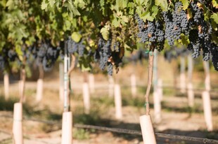 葡萄园中的累累葡萄