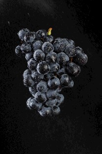 黑底上的紫葡萄串