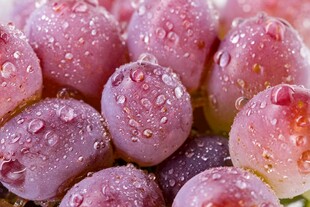 水润鲜美的紫葡萄