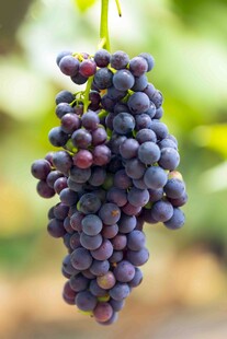 一串饱满紫葡萄