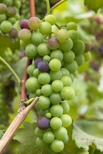 葡萄