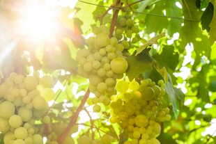 阳光下的葡萄藤与果实