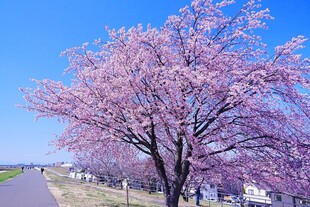 路边盛放的烂漫粉色樱花
