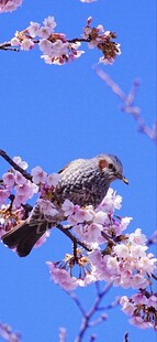 枝头鸟儿赏烂漫春花