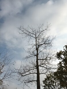 冬日枯树与蓝天白云