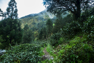 山间绿意盎然的自然小径