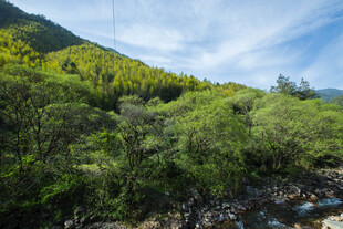 山间溪流旁的葱郁景致