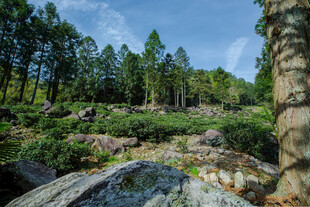 山林间的自然岩石景观